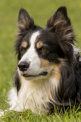 Border-Collie Portrait