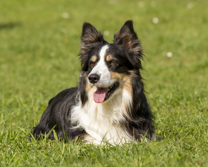 Border-Collie Portrait