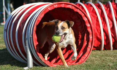 Mischling mit Ball im Tunnel