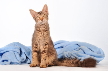 LaPerm Katze sitzend