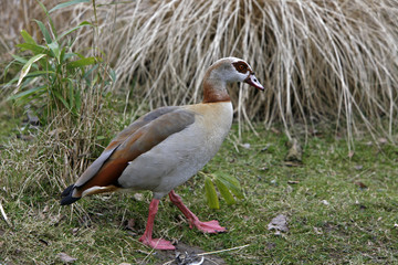 Nilgans
