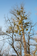 Fototapeta na wymiar mistletoes hanging on a tree