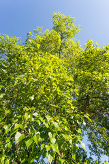A black poplar seen from down on a blue sky background