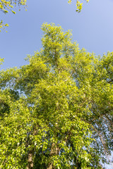 A black poplar seen from down on a blue sky background