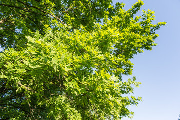 Fototapeta premium Vision of a tall oak tree, with a sky background, at the begining of the spring