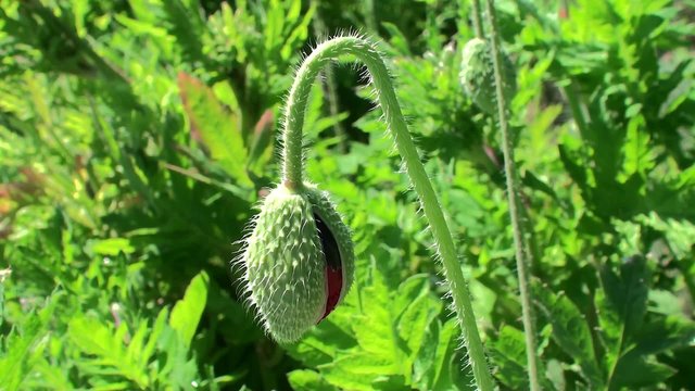 Bud of red poppies (Papaver rhoeas).