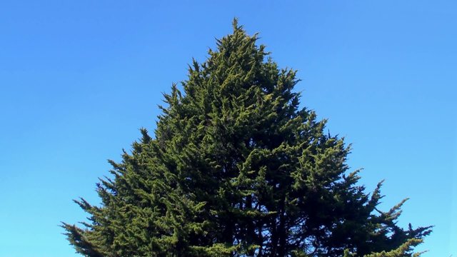 Lone conifer tree triangle shape.