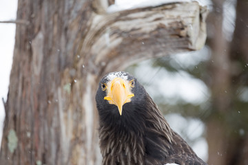 yellow mouth of an eagle