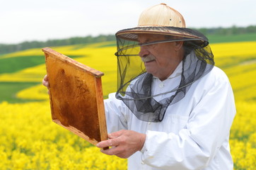 doświadczony pszczelarz pracujący przy polu kwitnącego rzepaku - obrazy, fototapety, plakaty