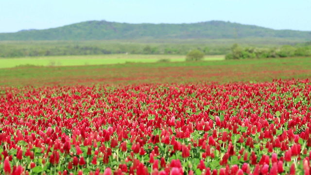 Beautiful Crimson clover flower field