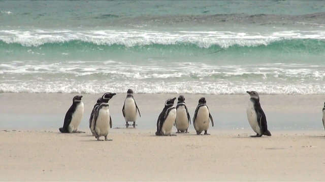 Gentoo Penguin - Pygoscelis papua - Magellanic Penguin - Sphenis
