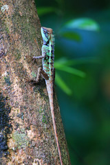 Forest Crested Lizard (Calotes emma) in Thailand  