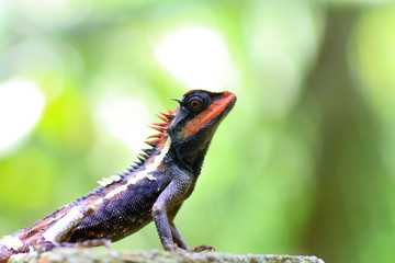 Forest Crested Lizard (Calotes emma) in Thailand  