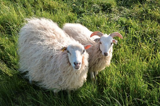 Schafe auf einem Deich bei Biederitz