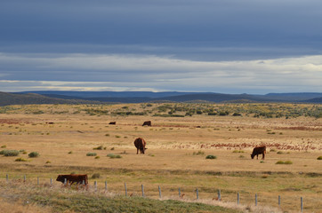 Cattle on the Patagonian steep