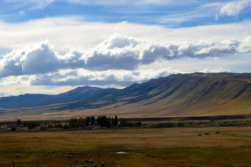 Sheep grazing at Cerro Castillo