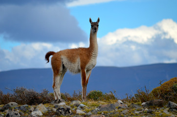 Guanaco and mountain © lembrechtsjonas