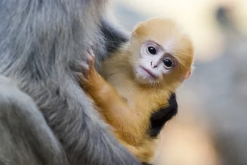 Papier Peint photo autocollant Singe Dusky Leaf Monkey Baby