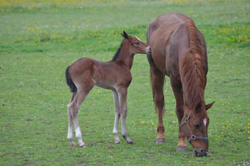 Fototapeta premium foal and mother in field