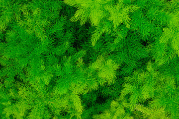 Fototapeta premium Fern