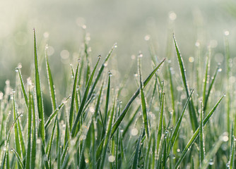Grass and dew drops