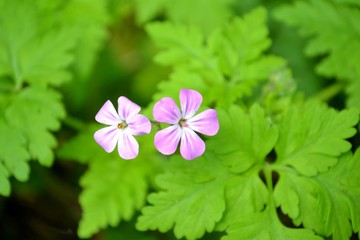 Herb Robert flowers and green leaves