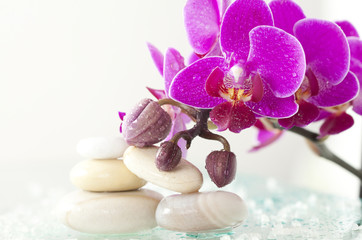 Fototapeta na wymiar Spa stones and pink orchid