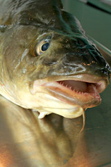 Fischkopf mit geöffnetem Maul, Nahaufnahme 