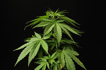 Marijuana