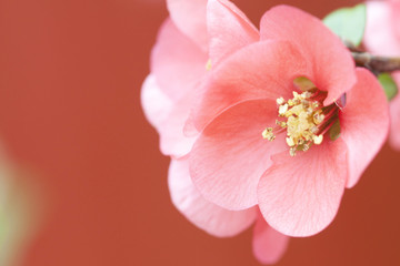 Pink flowers on vintage background © erika8213