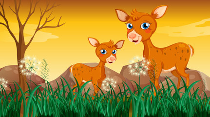 Two deers near the grass