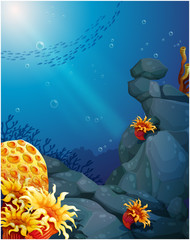 The corals near the rocks and the school of fish