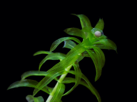 Egg of newt on the water plant. Macro