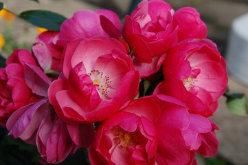 Üppige Rosenblüten im Garten