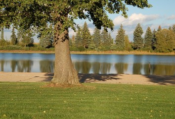 Baum am See