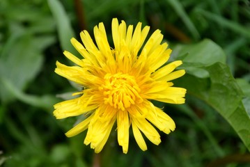 Yellow dandelion flower and leaves