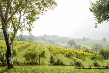 Vineyard in Italy