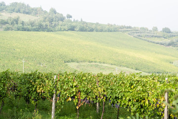 Fototapeta na wymiar Vineyard in Italy