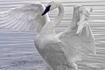 Trumpeter Swan flapping and stretching her beautiful wings