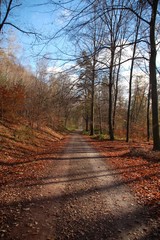 Obraz premium Waldweg mit kahlen Bäumen