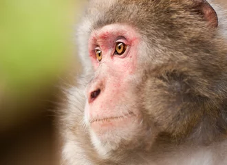 Photo sur Plexiglas Singe side face portrait of a macaque monkey