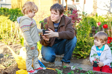 Two little boys and father planting seedlings in vegetable garde