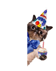 Birthday cat .