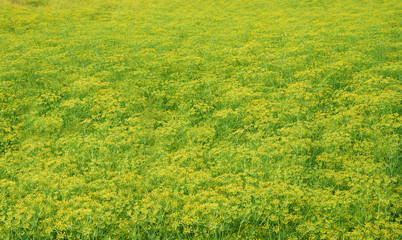 Beautiful yellow background of flower garden