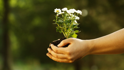 Fototapeta na wymiar Female hand holding a young plant