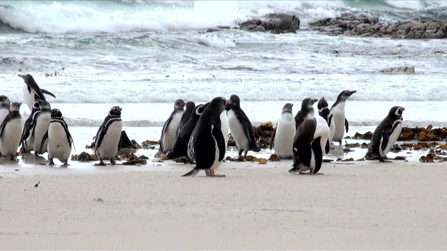 Gentoo Penguin - Pygoscelis papua - Magellanic Penguin - Sphenis
