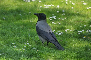 Aaskr&auml;he, Nebelkr&auml;hen-Morphe, Corvus, #2678