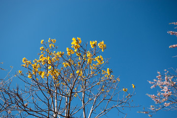 Arbres en fleur, costa Rica