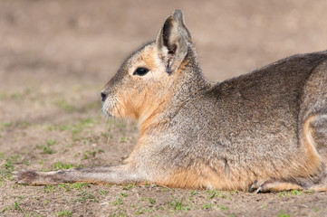 mara resting on the meadow