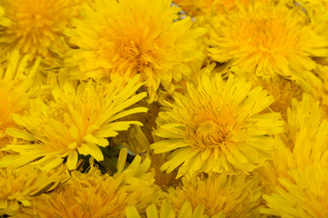 beautiful yellow flower of Dandelion